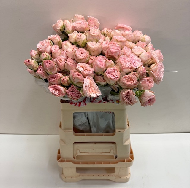 Rosa tros britney SB.jpg